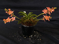 Select Barrita Orchids Sarcochilus INDP/130
