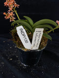 Select Barrita Orchids Sarcochilus INDP/130