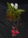 Select Barrita Orchids Sarcochilus INDP/131