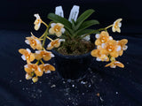 Select Barrita Orchids Sarcochilus INDP/132