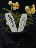 Select Barrita Orchids Sarcochilus INDP/132