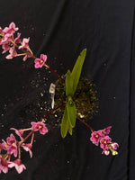 Select Barrita Orchids Sarcochilus INDP/133