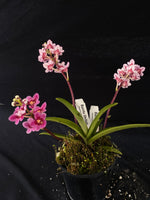 Select Barrita Orchids Sarcochilus INDP/133