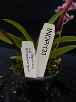 Select Barrita Orchids Sarcochilus INDP/133