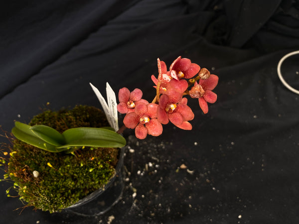 Select Barrita Orchids Sarcochilus INDP/134