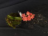Select Barrita Orchids Sarcochilus INDP/134
