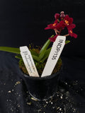 Select Barrita Orchids Sarcochilus INDP/135