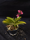 Select Barrita Orchids Sarcochilus INDP/136