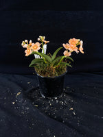 Select Barrita Orchids Sarcochilus INDP/137