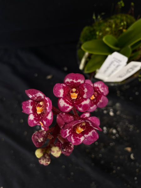 Select Barrita Orchids Sarcochilus INDP/138