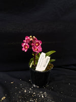Select Barrita Orchids Sarcochilus INDP/138