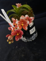 Select Barrita Orchids Sarcochilus INDP/139