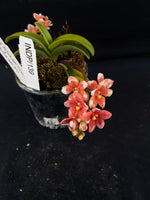 Select Barrita Orchids Sarcochilus INDP/139