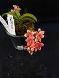 Select Barrita Orchids Sarcochilus INDP/139