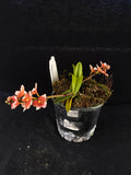 Select Barrita Orchids Sarcochilus INDP/139