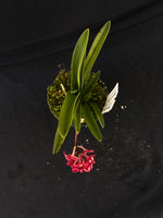 Select Barrita Orchids Sarcochilus INDP/140