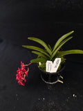 Select Barrita Orchids Sarcochilus INDP/140