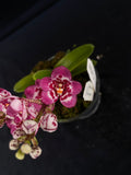 Select Barrita Orchids Sarcochilus INDP/141