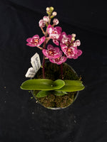 Select Barrita Orchids Sarcochilus INDP/141