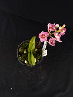 Select Barrita Orchids Sarcochilus INDP/142