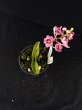 Select Barrita Orchids Sarcochilus INDP/142