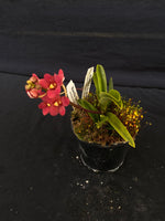 Select Barrita Orchids Sarcochilus INDP/143