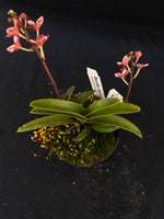Select Barrita Orchids Sarcochilus INDP/143