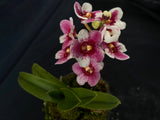Select Barrita Orchids Sarcochilus INDP/144