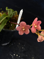 Select Barrita Orchids Sarcochilus INDP/145