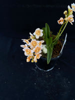 Select Barrita Orchids Sarcochilus INDP/146