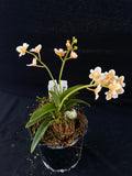 Select Barrita Orchids Sarcochilus INDP/146
