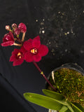 Select Barrita Orchids Sarcochilus INDP/147