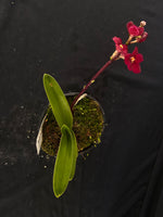 Select Barrita Orchids Sarcochilus INDP/147