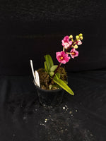 Select Barrita Orchids Sarcochilus INDP/148