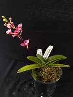 Select Barrita Orchids Sarcochilus INDP/148