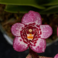 Select Barrita Orchids Sarcochilus INDP/149