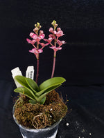Select Barrita Orchids Sarcochilus INDP/149