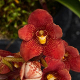 Select Barrita Orchids Sarcochilus INDP/150