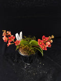 Select Barrita Orchids Sarcochilus INDP/150