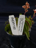 Select Barrita Orchids Sarcochilus INDP/150