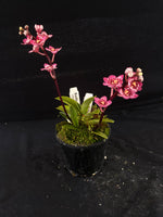 Select Barrita Orchids Sarcochilus INDP/151