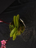 Select Barrita Orchids Sarcochilus INDP/151