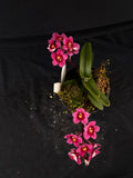 Select Barrita Orchids Sarcochilus INDP/152