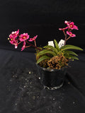 Select Barrita Orchids Sarcochilus INDP/152