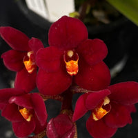Select Barrita Orchids Sarcochilus INDP/153