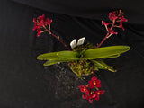 Select Barrita Orchids Sarcochilus INDP/153