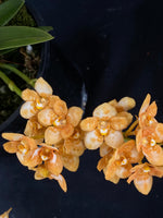 Select Barrita Orchids Sarcochilus INDP/154