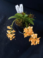 Select Barrita Orchids Sarcochilus INDP/154