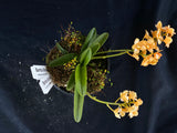 Select Barrita Orchids Sarcochilus INDP/154