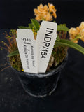 Select Barrita Orchids Sarcochilus INDP/154